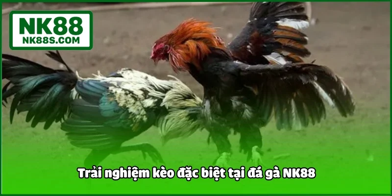 Trải nghiệm kèo đặc biệt tại đá gà NK88