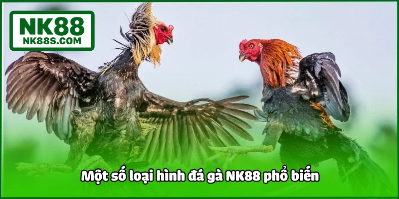 Một số loại hình đá gà NK88 phổ biến