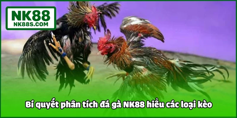 Bí quyết phân tích đá gà NK88 hiểu các loại kèo