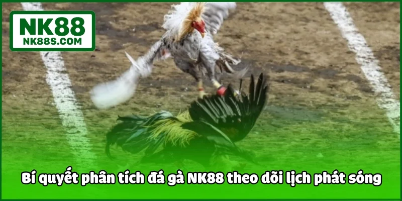 Bí quyết phân tích đá gà NK88 theo dõi lịch phát sóng