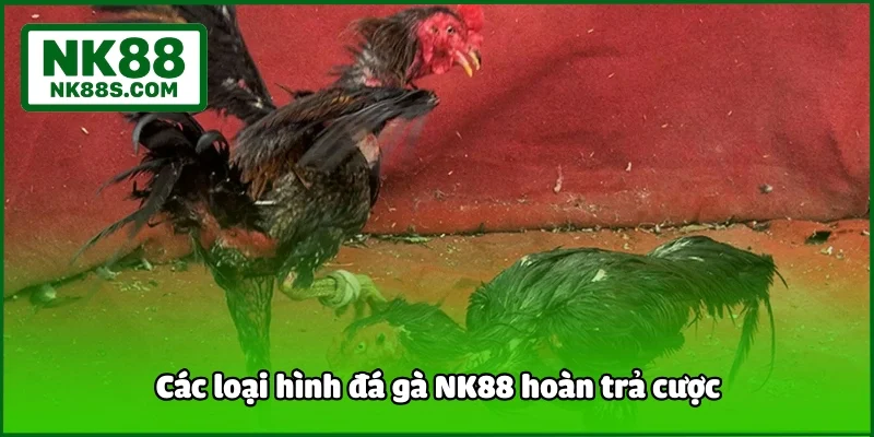 Các loại hình đá gà NK88 hoàn trả cược