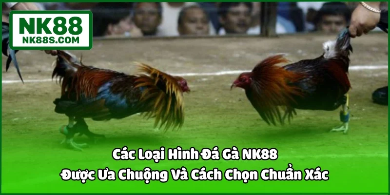 Các Loại Hình Đá Gà NK88 Được Ưa Chuộng Và Cách Chọn Chuẩn Xác
