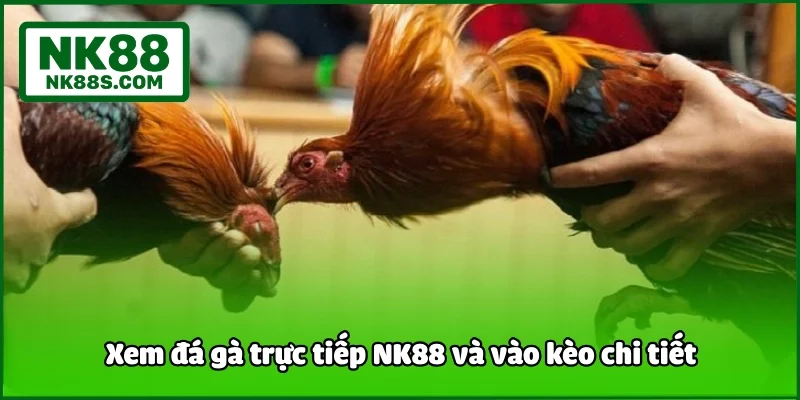 Xem đá gà trực tiếp NK88 và vào kèo chi tiết